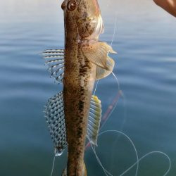 ボートハゼ初体験