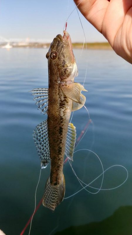 ボートハゼ初体験