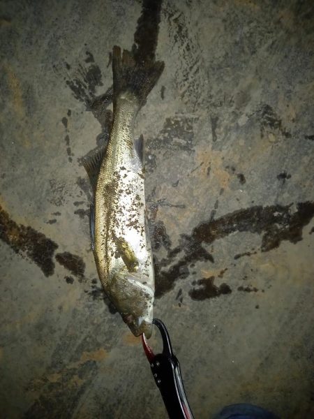 秋のバチ抜け？