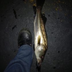 久しぶりの朝マヅメ釣行