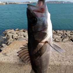ようやく土曜日以外にルアーで釣れました