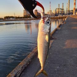 朝マヅメにまさかのサバ