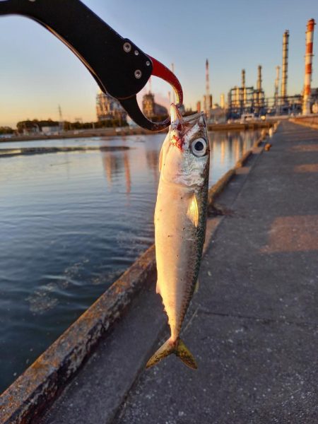 朝マヅメにまさかのサバ