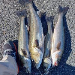 最後の秋爆かも