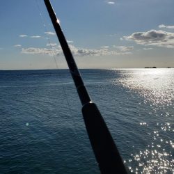 何とか１つでした。カタクチイワシはいます。