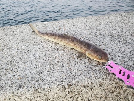 大物と思いきや