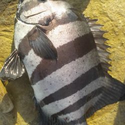 石鯛(中型)(小型)