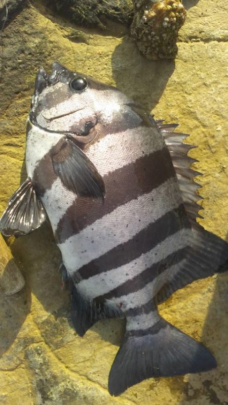 石鯛(中型)(小型)