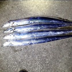 2年ぶりのタチウオ