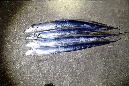 2年ぶりのタチウオ