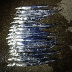 タチウオ ツ抜け