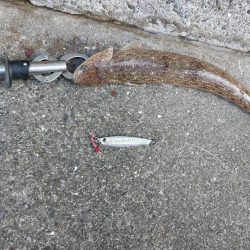 プチsalt water game