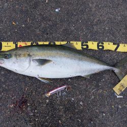 プチsalt water game