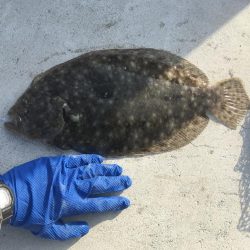 マリンピアでヒラメとシーバス