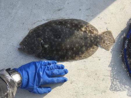 マリンピアでヒラメとシーバス