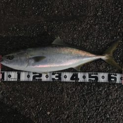 飲ませでメジロ