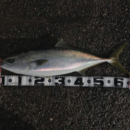 飲ませでメジロ