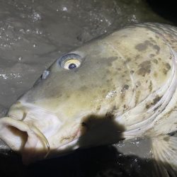 ボイル打ち釣行