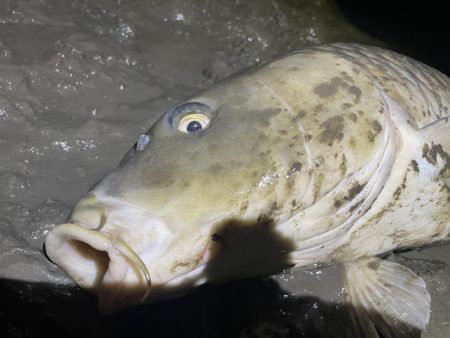 ボイル打ち釣行