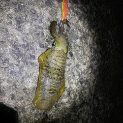 念願のアオリイカ