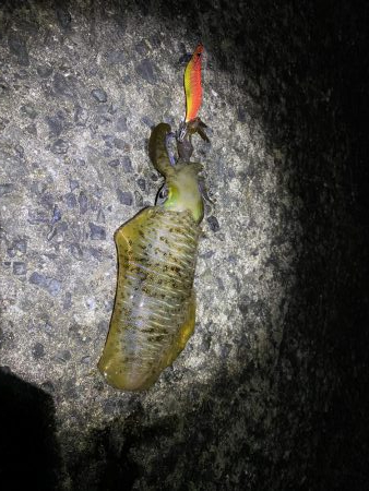 念願のアオリイカ