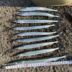 泉大津のサヨリ