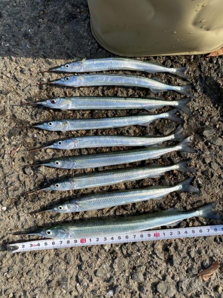 泉大津のサヨリ