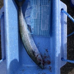 ショアジギング