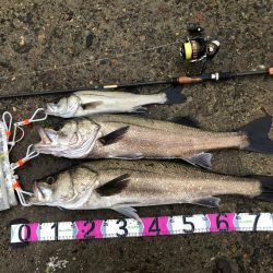 円山川シーバス