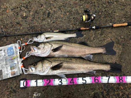 円山川シーバス