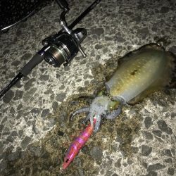 メインはアジング