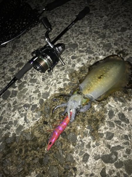 メインはアジング