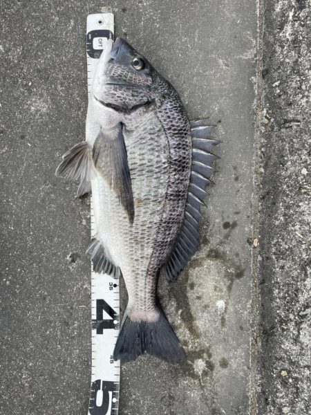 イチノ兄弟、釣果！