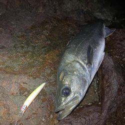 シーバスボイル打ち