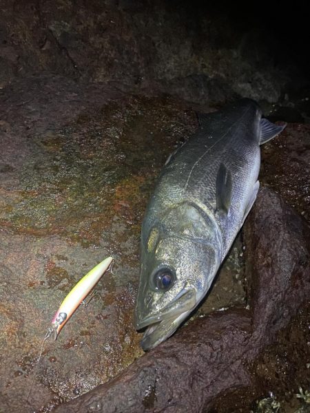 シーバスボイル打ち