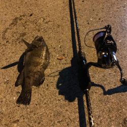 アジングのつもりが