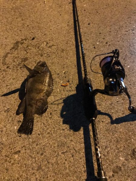 アジングのつもりが