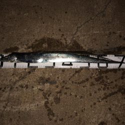 今年初の太刀魚ゲット❗️