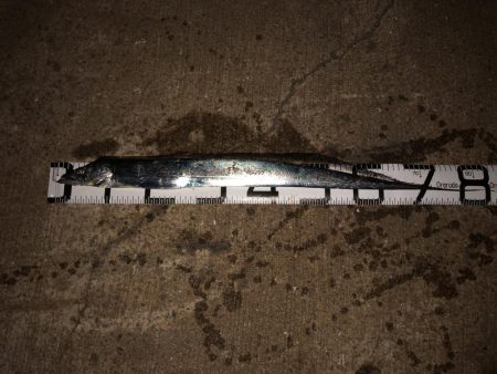 今年初の太刀魚ゲット❗️