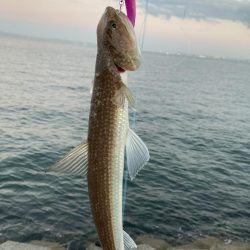 ベイトはいるが