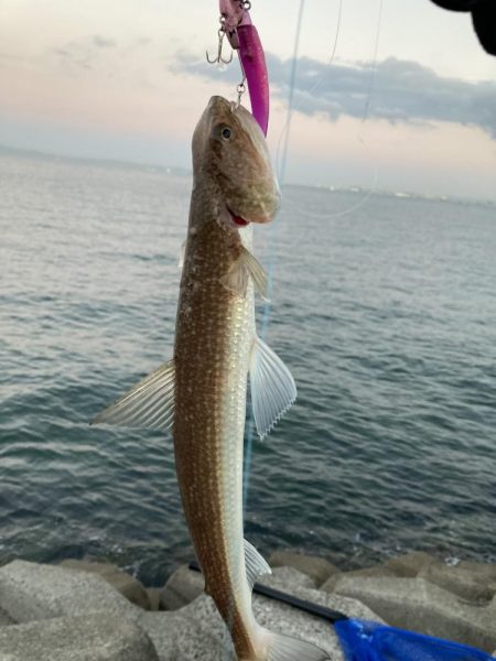 ベイトはいるが