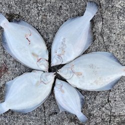 座布団カレイ 記録更新!