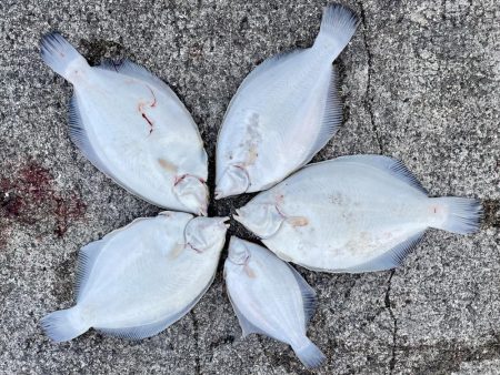 座布団カレイ 記録更新!