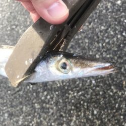 良型カマス好釣‼︎