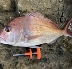 神谷荘さんで磯カゴ