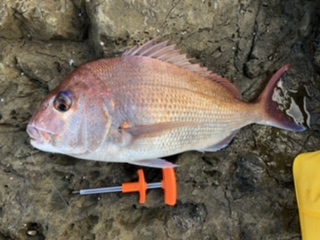 神谷荘さんで磯カゴ