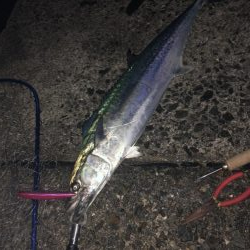 サワラにメジロも