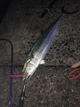 サワラにメジロも