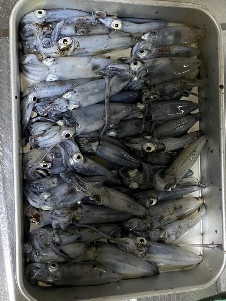 明日も行くかも？ヒイカ釣り！！