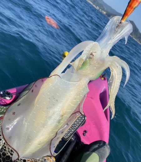 またティップランで